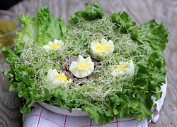 Salad rau mầm