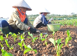 Sản xuất bài bản, 8 loại rau Văn Đức đạt OCOP 4 sao