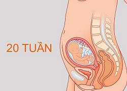 Sự phát triển của thai nhi trong 3 tháng giữa thai kỳ