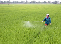 Tập trung phòng trừ dịch bệnh trên cây trồng, vật nuôi