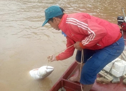 Theo chân ngư phủ săn "thủy quái" sông Đà, có loài hình thù kì dị nặng 70-80kg