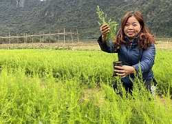 Trồng cây &#8220;nhà giàu&#8221; trên vùng đất khó, dân kêu &#8220;cây lạ&#8221; nhưng lại thu tiền tỷ