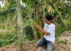 &#039;Vua của các loại trái cây&#039; đại hạ giá ở vỉa hè Sài Gòn, vì sao?