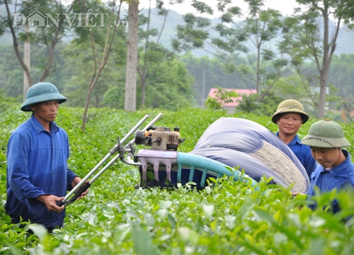 Vườn chè ở "Thủ đô" kháng chiến được Bộ trưởng Nguyễn Xuân Cường đến thăm có gì đặc biệt?