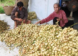 Trái cây rộ mùa, rớt giá