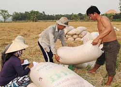 Bộ Tài chính công bố giá thành lúa vụ hè thu ĐBSCL: Giảm 169 đồng/kg, lợi nhuận có về tay nông dân?