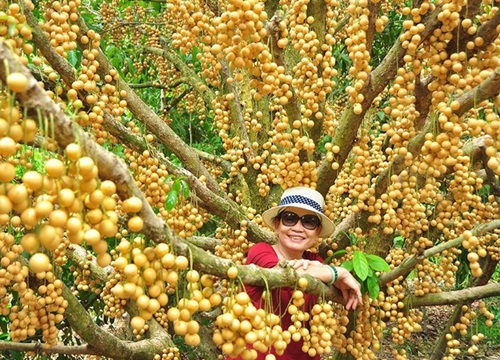 'Đã mắt' với vườn dâu trái từ gốc đến ngọn ở miền Tây