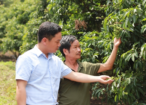 Doanh nhân Trung Quốc đáp ứng điều kiện gì mới được sang mua vải thiều Lục Ngạn?