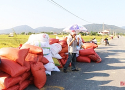 Hà Tĩnh: Đầu nậu gom lúa nếp xuất đi Trung Quốc, bao nhiêu cũng mua hết, dân thu tiền tươi