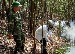 Hải Phòng: Cháy rừng tại núi Trà Phương