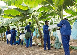 Hậu Covid-19: Các "đại gia" ô tô, sắt thép đua nhau đi... nuôi lợn, chăn bò, trồng chuối