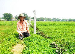 Kiên Giang: Chỉ trồng rau má thôi tôi thu 20 triệu đồng mỗi tháng