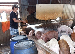 Nuôi 1 con chó hay 1 con mèo cũng phải kê khai, đăng kí