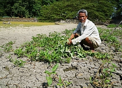 Quảng Ngãi: Hơn 1.000 ha đất sản xuất nông nghiệp bỏ hoang