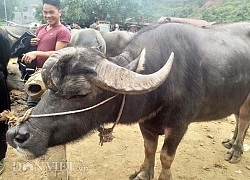 Trăn 2 đầu, trâu 3 sừng hoá ra không hiếm ở Việt Nam