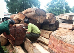 Trùm giang hồ Hùng sida tổ chức đánh bạc, cướp cả trăm khối gỗ như thế nào?