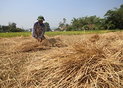 Bài học từ rơm