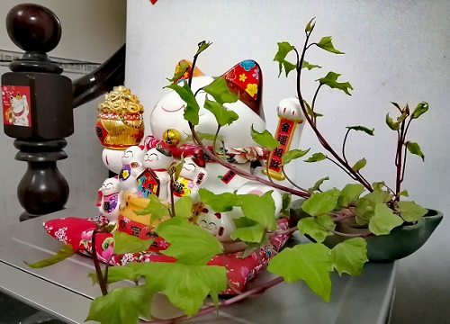 Cách biến củ khoai lang thành bonsai cực dễ, làm đẹp nhà ấn tượng mà khi buồn thì vặt ra nấu luôn