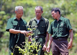 Cựu chiến binh làm giàu từ mô hình chăn nuôi và trồng rừng