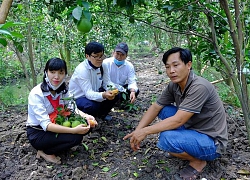 Gặp 2 nông dân 'hốt bạc' từ cây cam sạch giữa dịch Covid-19