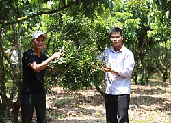 Hành trình nghìn tỷ của vải thiều Lục Ngạn: Chinh phục Nhật Bản