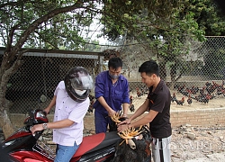 Lai Châu: Kỹ sư xây dựng chăn nuôi gà thả đồi, mỗi tháng bán 2 tấn gà thịt