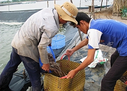 Long An &quot;bơm&quot; hơn ngàn tỷ để nuôi con &quot;5 ăn, 5 thua&quot;