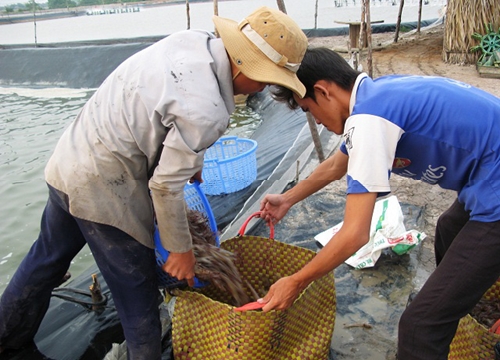 Long An "bơm" hơn ngàn tỷ để nuôi con "5 ăn, 5 thua"