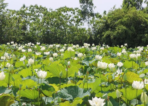 Ngắm đầm sen trắng tinh khôi giữa lòng Hà Nội