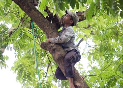 "Người nhện" vắt vẻo trên cây hái thứ người HN ai cũng mê, kiếm tiền triệu mỗi ngày