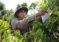 Nhờ cách làm lạ đời này, khu vườn ở Đắk Lắk sống khỏe giữa mùa khô hạn