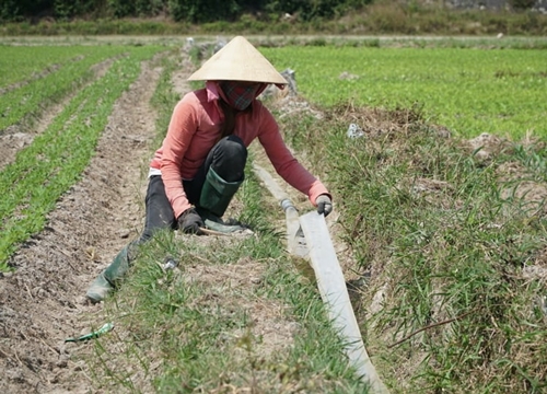 Quảng Ngãi: Nhiều diện tích đất nông nghiệp bỏ hoang do hạn hán