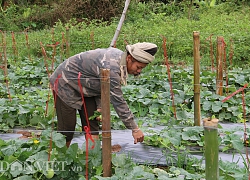 Sơn La: Trồng giống dưa lạ, ruộng đẹp hẳn ra, chín trái nào thương lái "khuân" sạch.