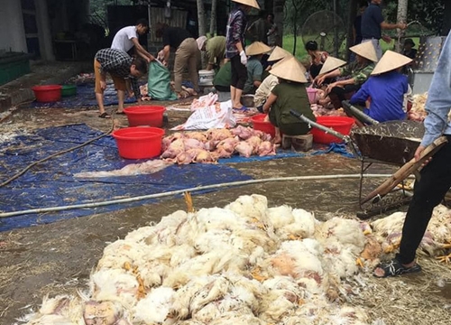 Thảm cảnh: Trang trại cả vạn con gà bị sốc nhiệt, chết la liệt vì nắng nóng cực điểm