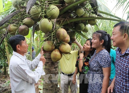 Trà Vinh: Hơn 220 ha dừa hữu cơ được công nhận đạt chuẩn quốc tế