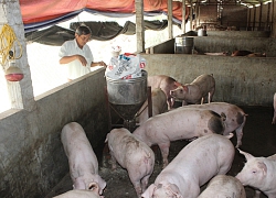 "Trên thông, dưới tỏ", Luật Chăn nuôi mới hiệu quả