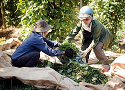 Trung Quốc tăng mua các loại hạt tiêu, giá tiêu hôm nay tăng 1.000 đồng/kg