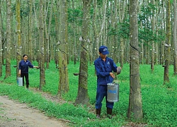 Cao su Thống Nhất (TNC) đặt mục tiêu tăng lãi cao trong năm 2020