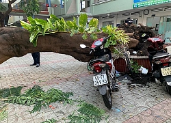 Cây đổ đè chết học sinh, làm gì để tránh gặp nạn khi đi học mùa mưa?