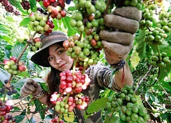 Giá cà phê hôm nay 26/5: Có xu hướng đi ngang