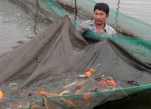 Làm theo lời Bác, hội viên giúp nhau sản xuất