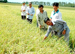 Miễn thuế sử dụng đất nông nghiệp có thể nảy sinh tư tưởng giữ đất dù bỏ hoang