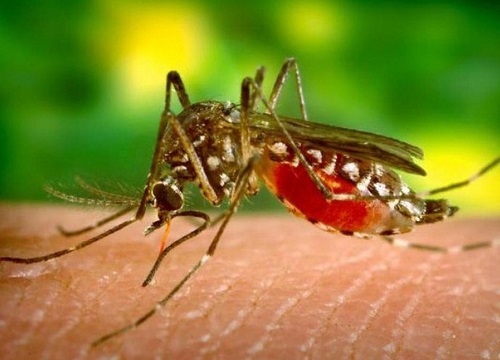 Việt Nam ghi nhận ca nhiễm Zika đầu tiên năm 2020, Bộ Y tế phát cảnh báo khẩn