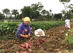 Ninh Bình có thứ khoai lang 83 ăn ngon nhất vùng, dây khoai dỡ lên nung núc củ tròn như bắp tay