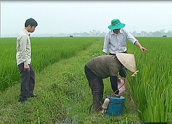 Phòng trừ rầy nâu cuối vụ