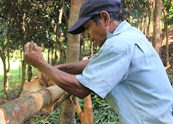 Quảng Ngãi: Đề án vùng trồng chuyên canh quế 500 ha "chết yểu", lãnh đạo huyện trải lòng