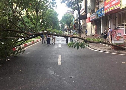 Tại sao cây phượng lại dễ gãy, đổ và không nên trồng ở nơi tập trung đông người?