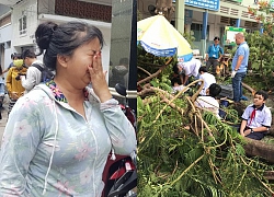 Vụ cây phượng đè học sinh tử vong, phụ huynh bật khóc: Làm ơn hãy kiểm tra chất lượng cây xanh trong trường học