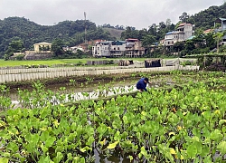 Bắc Kạn: Hai trai làng, 1 anh nuôi bạt ngàn con "siêu đẻ", 1 anh nuôi chuột tre, cả 2 kiếm bộn tiền