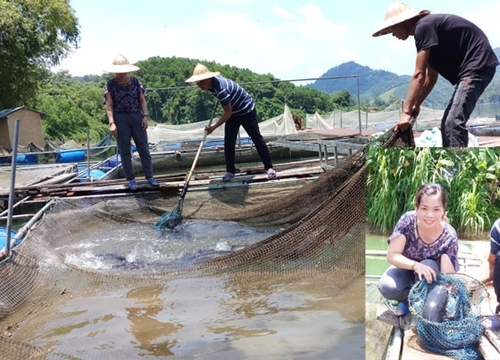 Giá heo hơi hôm nay 1/6: Quay đầu giảm nhẹ, chợ heo lớn nhất miền Nam bán chạy